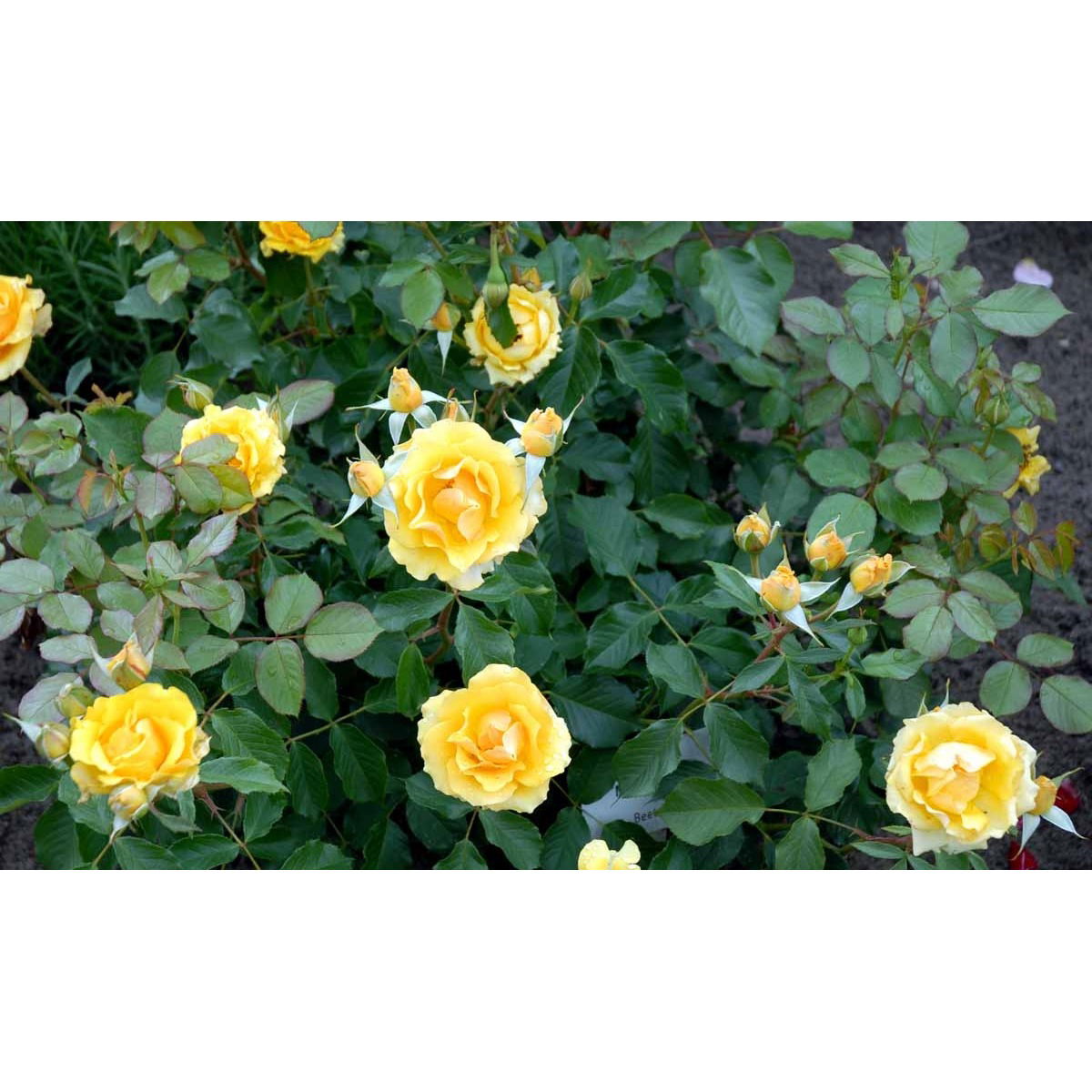 &apos;Marselisborg&apos;™