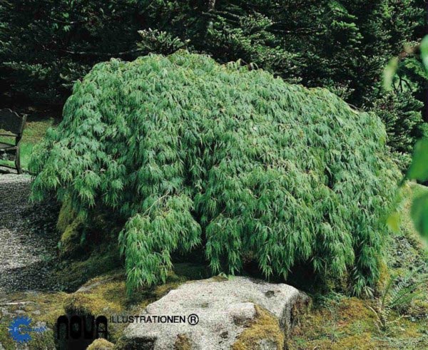 Acer palmatum dissectum Viride, Japansk Dværgahorn Viride,