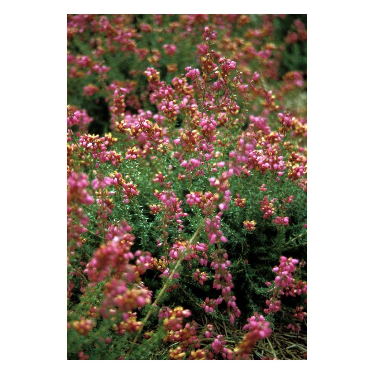 Grålyng &apos;C.D.Eason&apos;