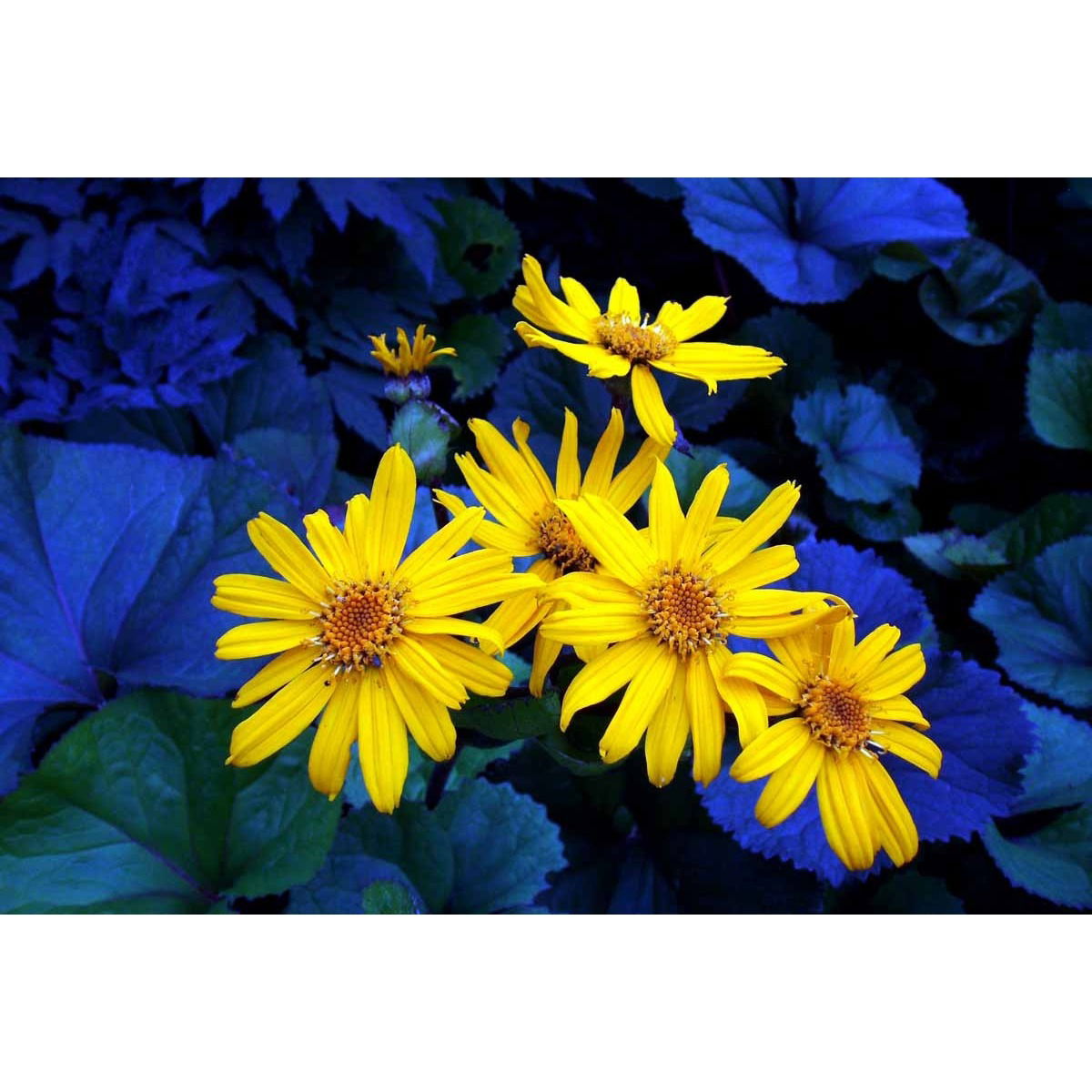 Nøkketunge &apos;Desdemona&apos;