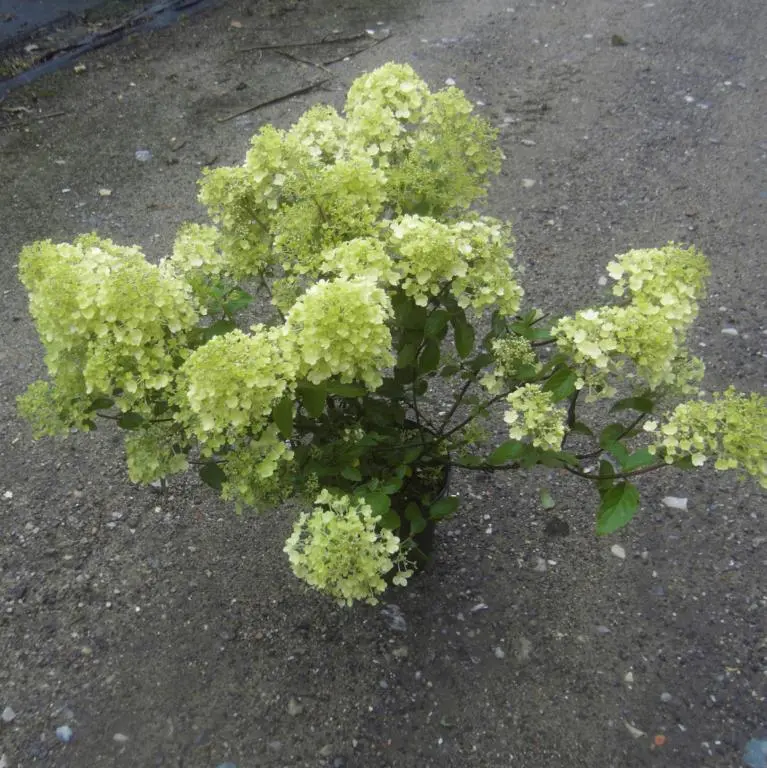 Kompakt syrén hortensia Bobo