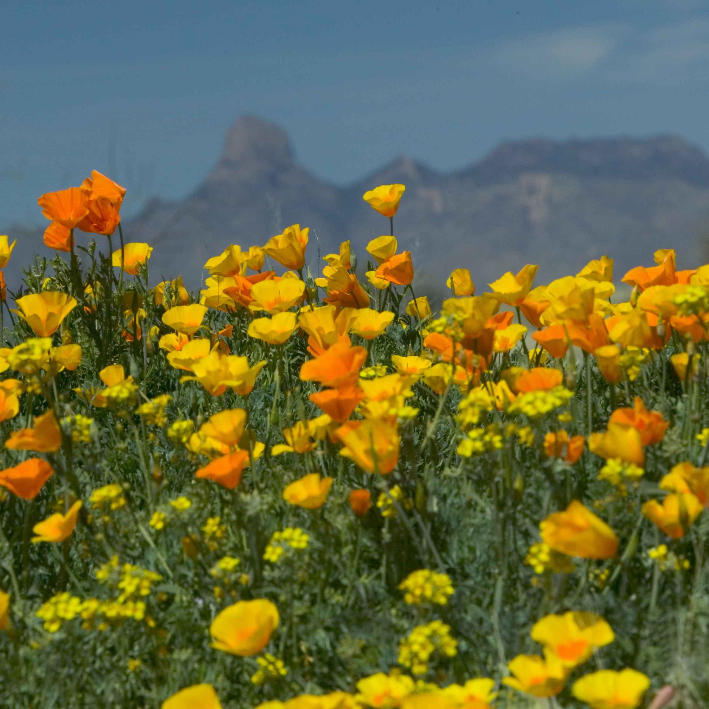 Californisk Guldvalmue Candy Mix