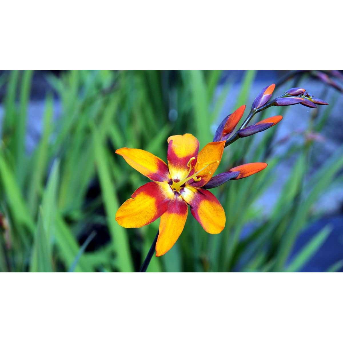 Montbretia 'Emily Mckenzie' - Potte 1 liter