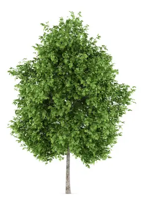 Platanus acerifolia, Platan, Blad / Nåle: Lappede Blad / Nåle farve: Grønne Bredde: 5 - 10 meter Frugt str.: Små Frugter: Brune Gødning: Let Højde: 20 - 30 meter Hårdførhed: Fuldt Placering: Sol / halvskygge Størrelse: Meget stort Vækst: Kraftigtvoksende