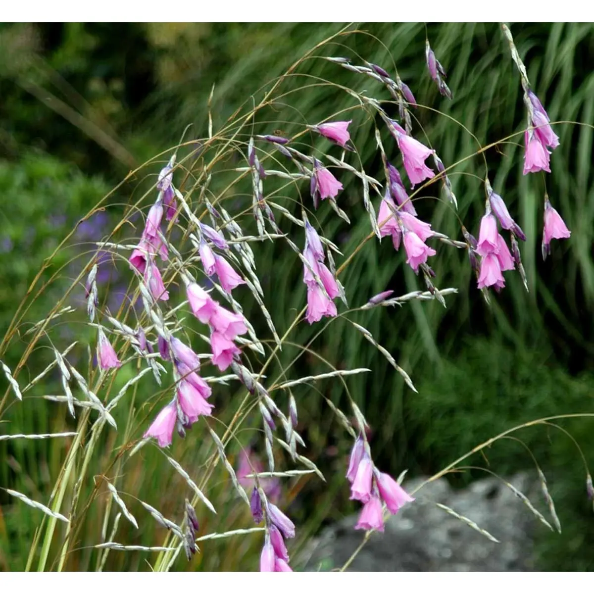 DIERAMA PULCHERRIMUM - Potte 0,8 Liter