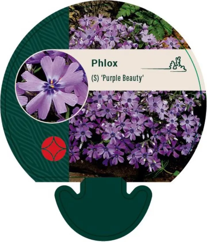 Lyngfloks 'Purple Beauty' - Potte 0,8 Liter