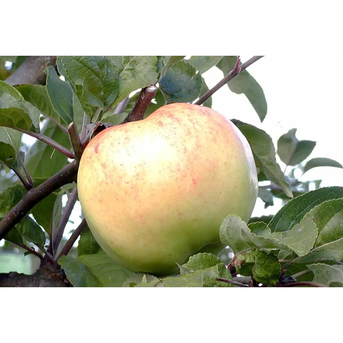 Æble &#39;Bøghs Citronæble&#39; - Potte 10 liter 150-175 cm.