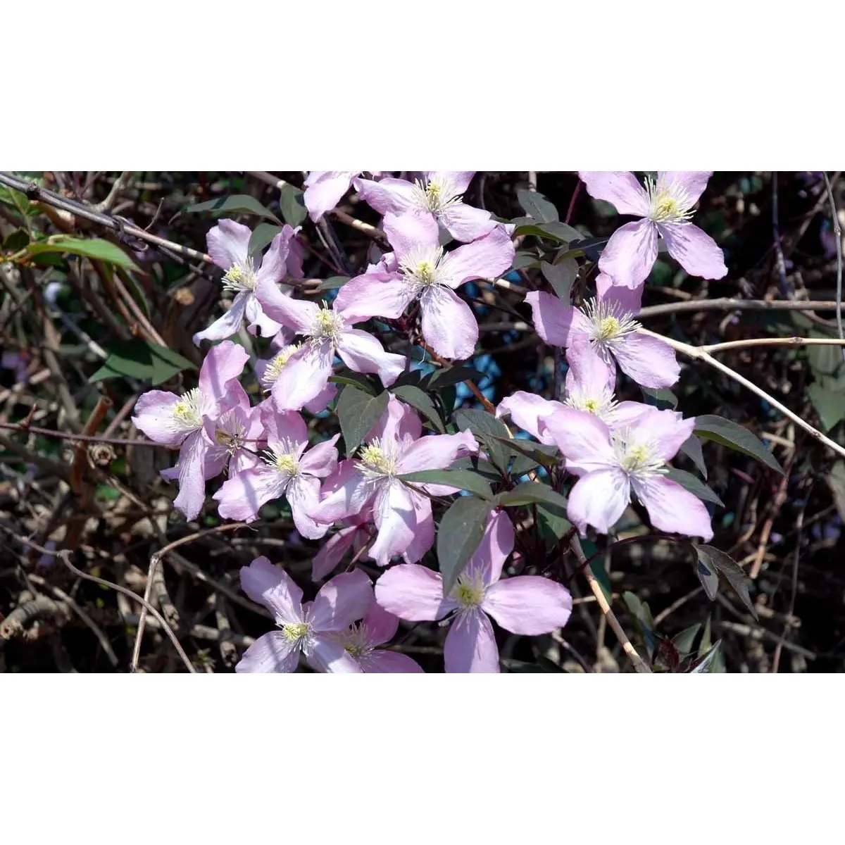 Bjerg-Skovranke &apos;Fragant Spring&apos;