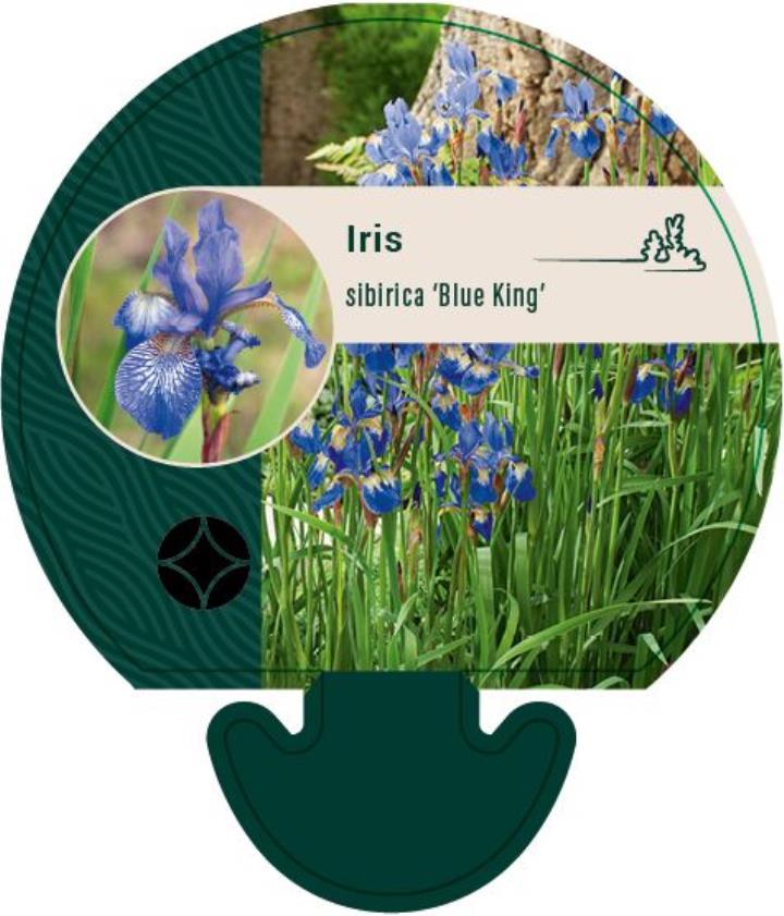 Sibirisk Iris - Potte 0,8 Liter