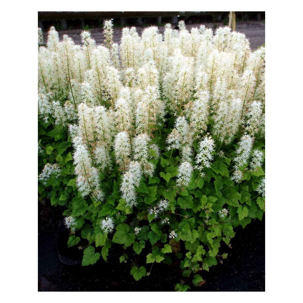 Almindelig Skumblomst