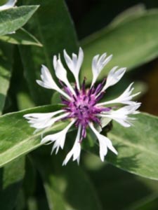 Centaurea montana Amethyst in Snow, Bjergknopurt Amethyst in Snow, Populærnavn:&amp;#160; Bjergknopurt Farve:&amp;#160; lilla/hvid Højde:&amp;#160; 30 cm Antal pr. m2: 7