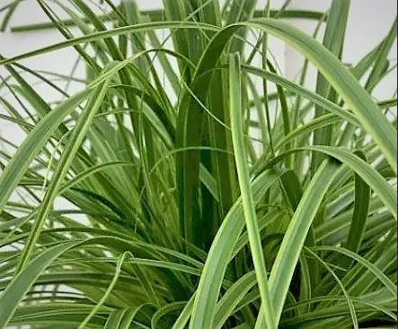 Star 'Everlime' - Potte 1 liter