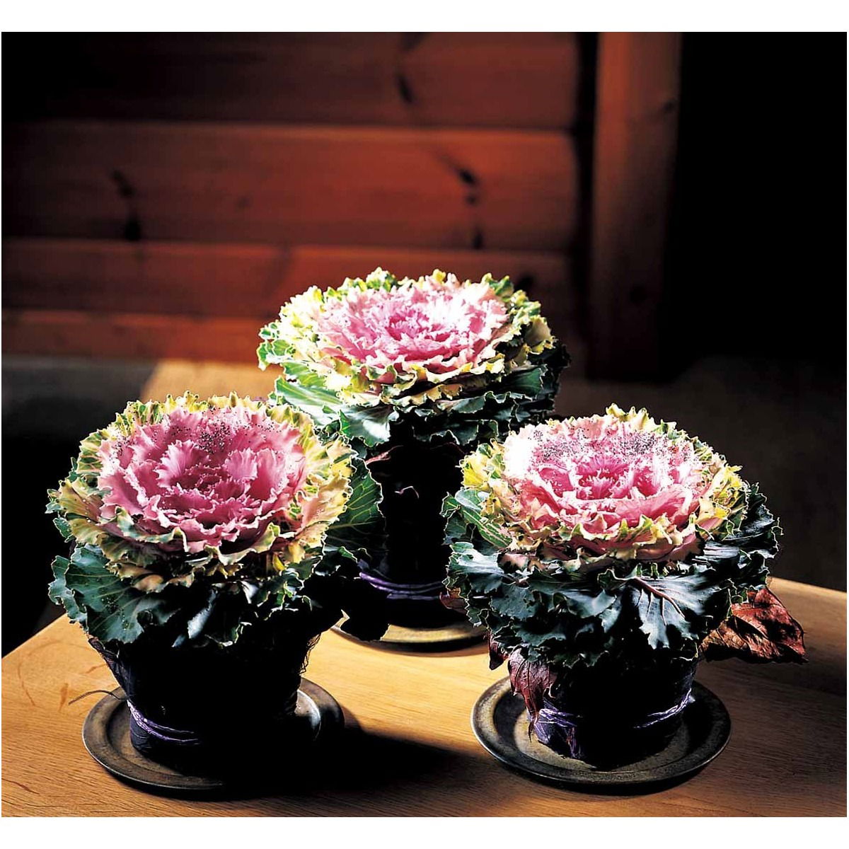 Broccoli 'Calabrese natalino' Øko