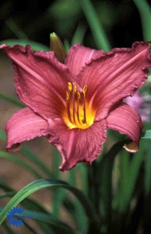 Daglilje &apos;Summer Wine&apos;