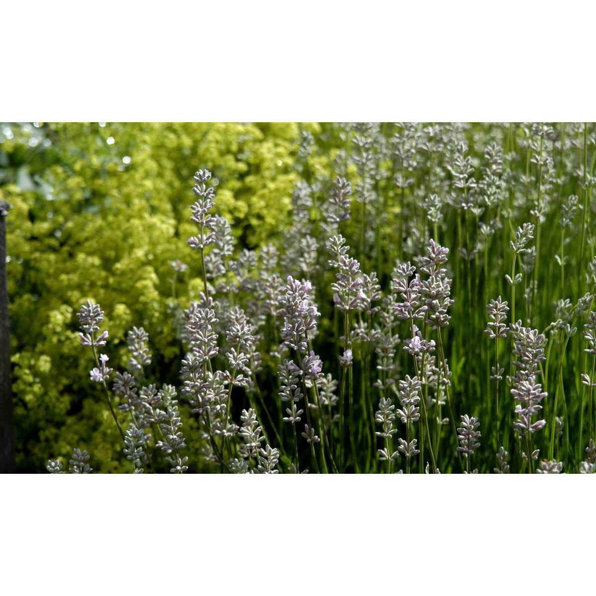 Lavendel 'Rosea' - 10 cm. Potte