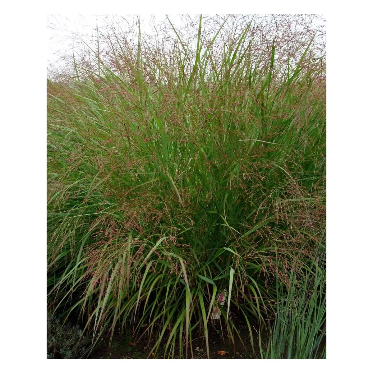 Staudehirse 'Squaw' - Potte 1 liter