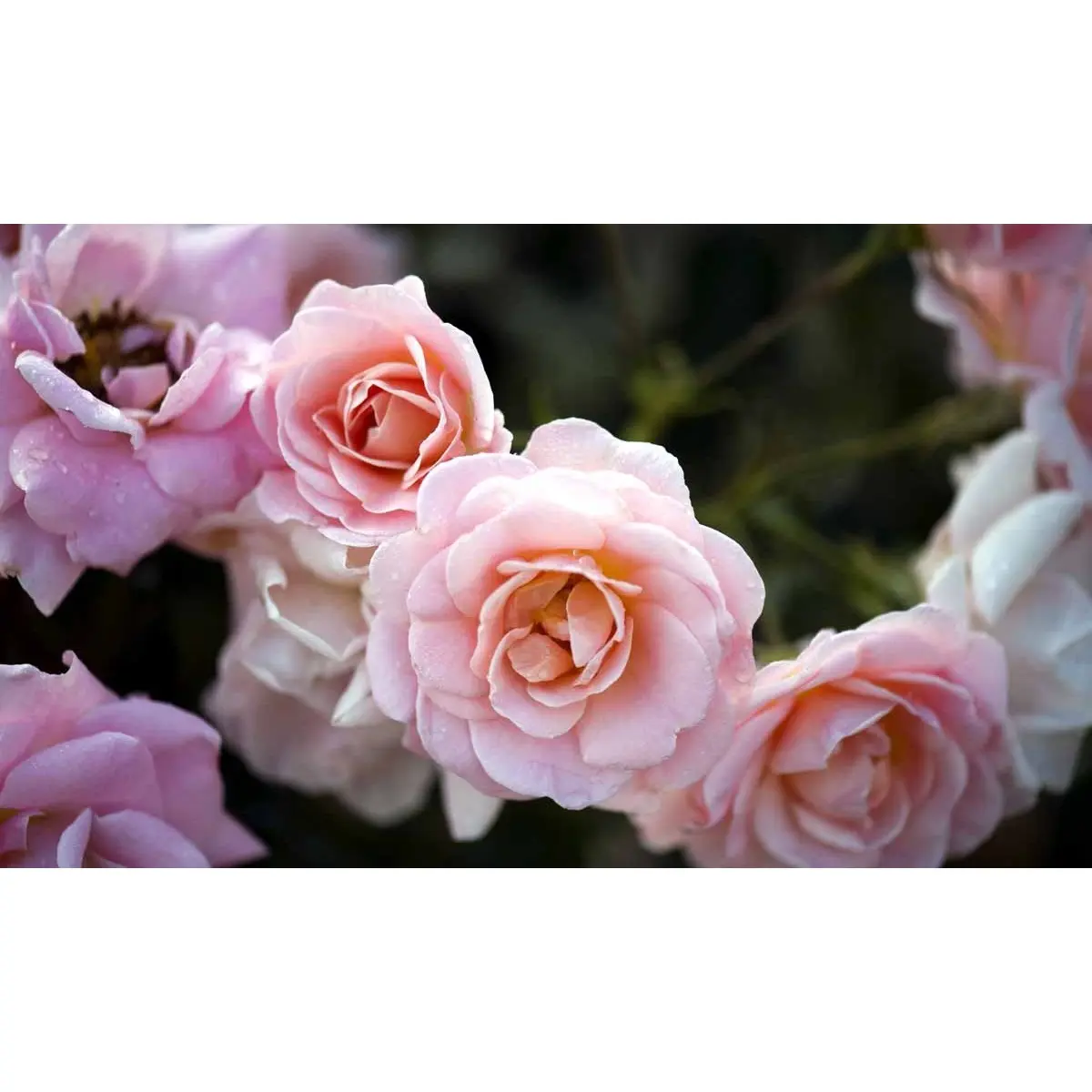 'Dronning Margrethe'™