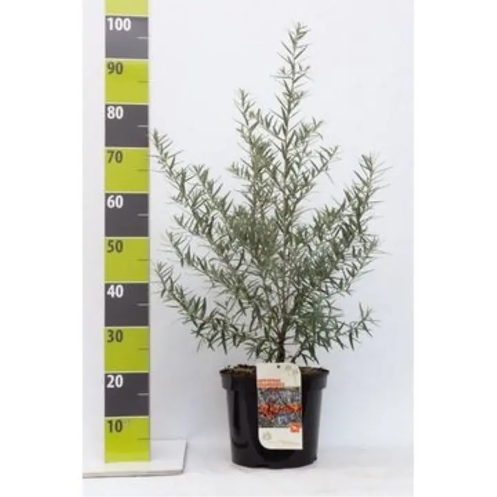 Havtorn (ej kønssorterede) - Potte 7,5 liter 80-100 cm.