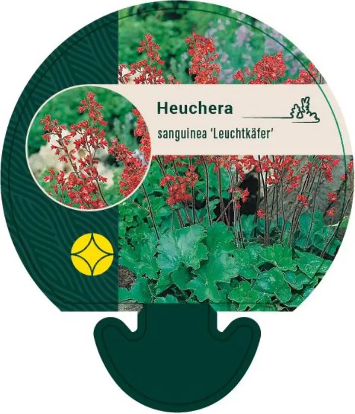 Alunrod 'Leuchtkäfer' - Potte 0,8 Liter