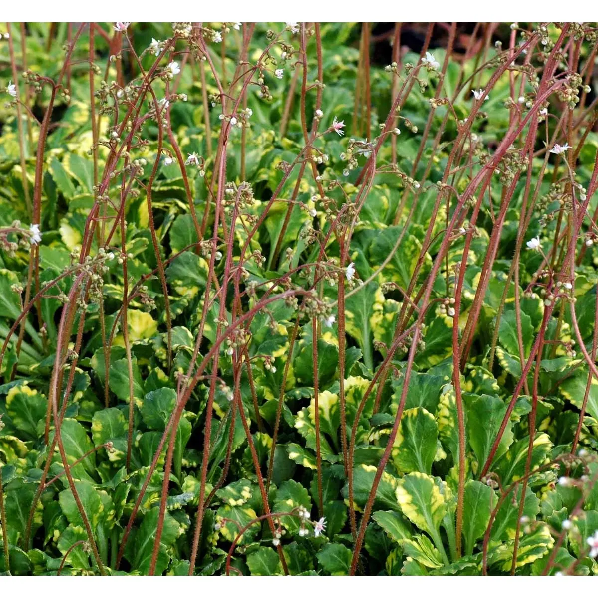 Porcelænsblomst 'Variegata' - Potte 1 liter