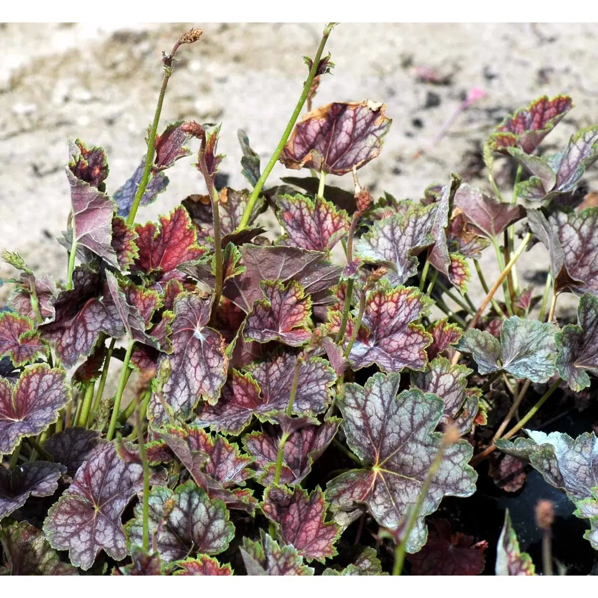 Alunrod 'Beauty Colour' - Potte 0,8 Liter