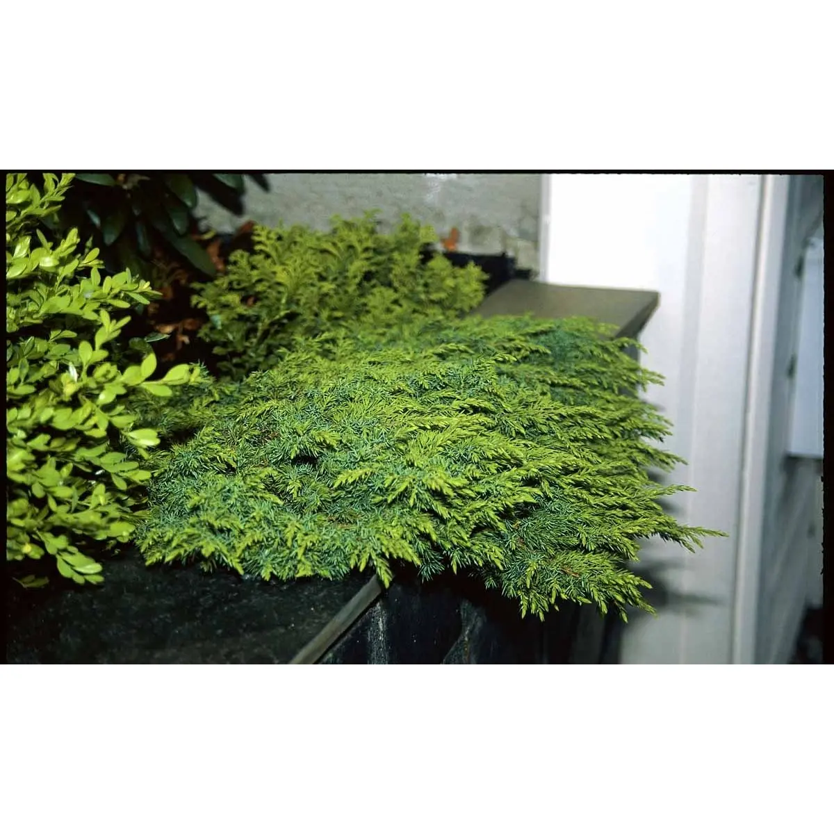 Almindelig Enebær &apos;Green Carpet&apos;