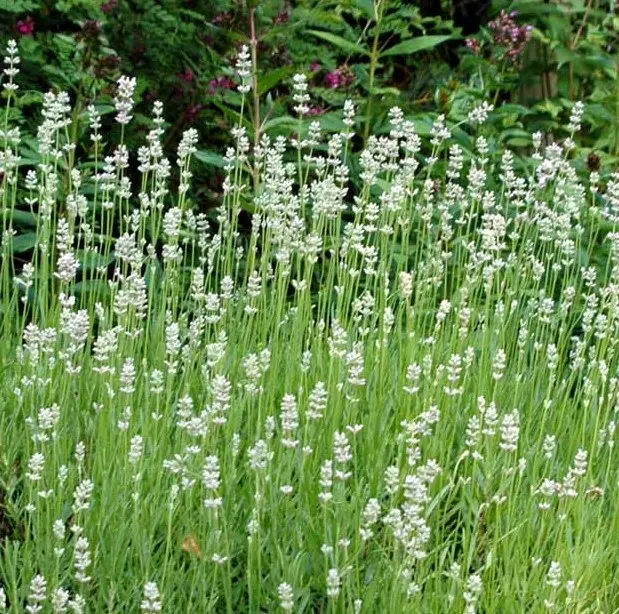 Lavendel 'Edelweiss' - Potte 1 liter