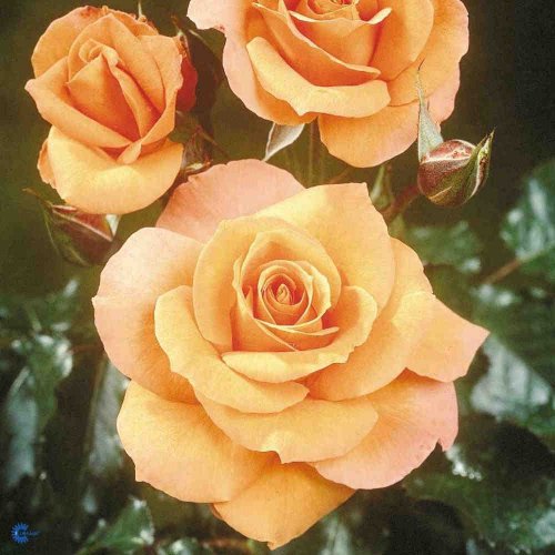 Rosa x Gavnø, Slotsrose Gavnø, Opretvoksende med busket vækst. 80-100 cm. Lysende ren orange til kobberfarvet. Middelstore og halvfyldte med krydret duft. Juli-okt. Mørkegrønt med let rødligt skær, læderagtige.