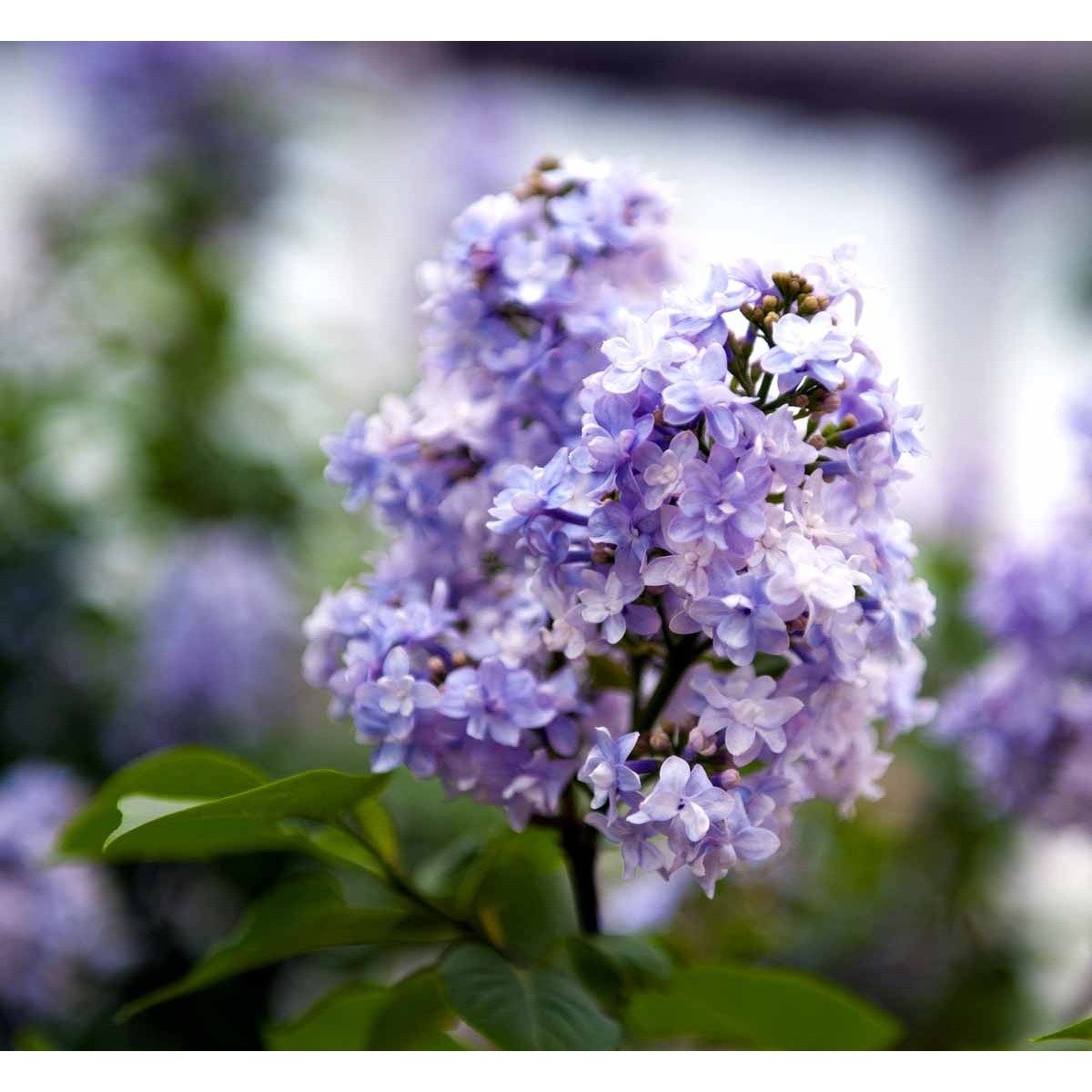 &apos;Michel Büchner&apos;