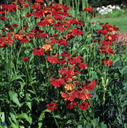 Solbrud 'Moerheim Beauty' - Potte 1 liter