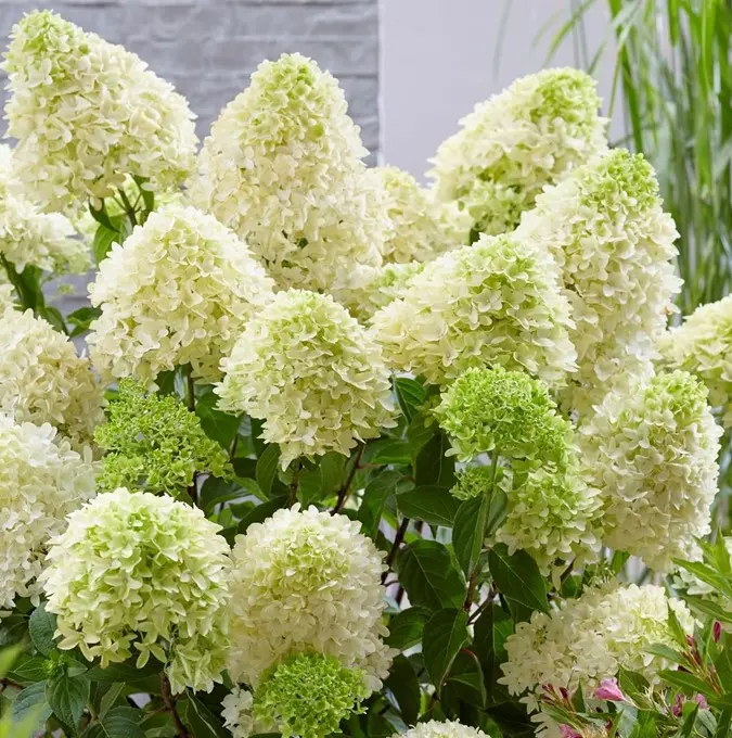Syrénhortensia &apos;Skyfall&apos;