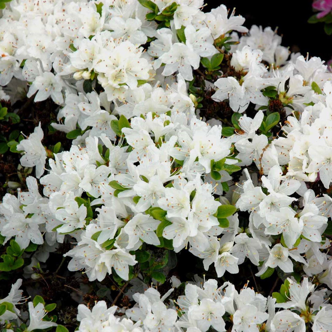 Rhododendron Kermesina Alba