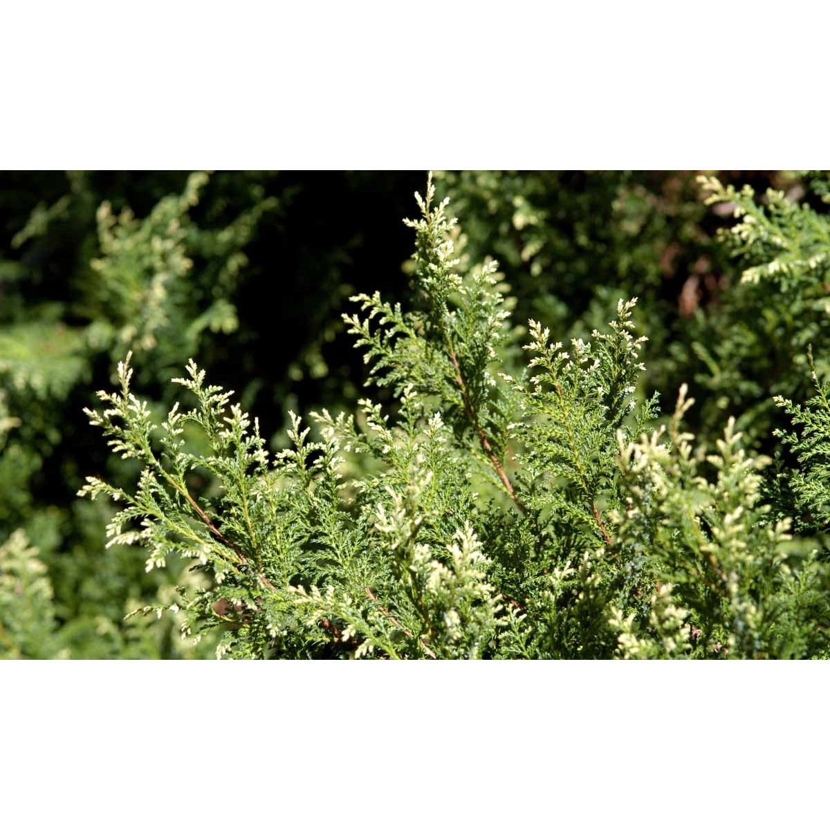 Mos Ærtecypres &apos;Plumosa&apos;