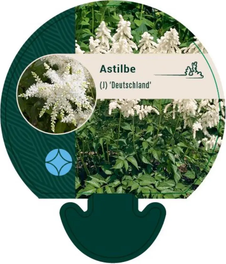 Astilbe 'Deutschland' - Potte 0,8 Liter