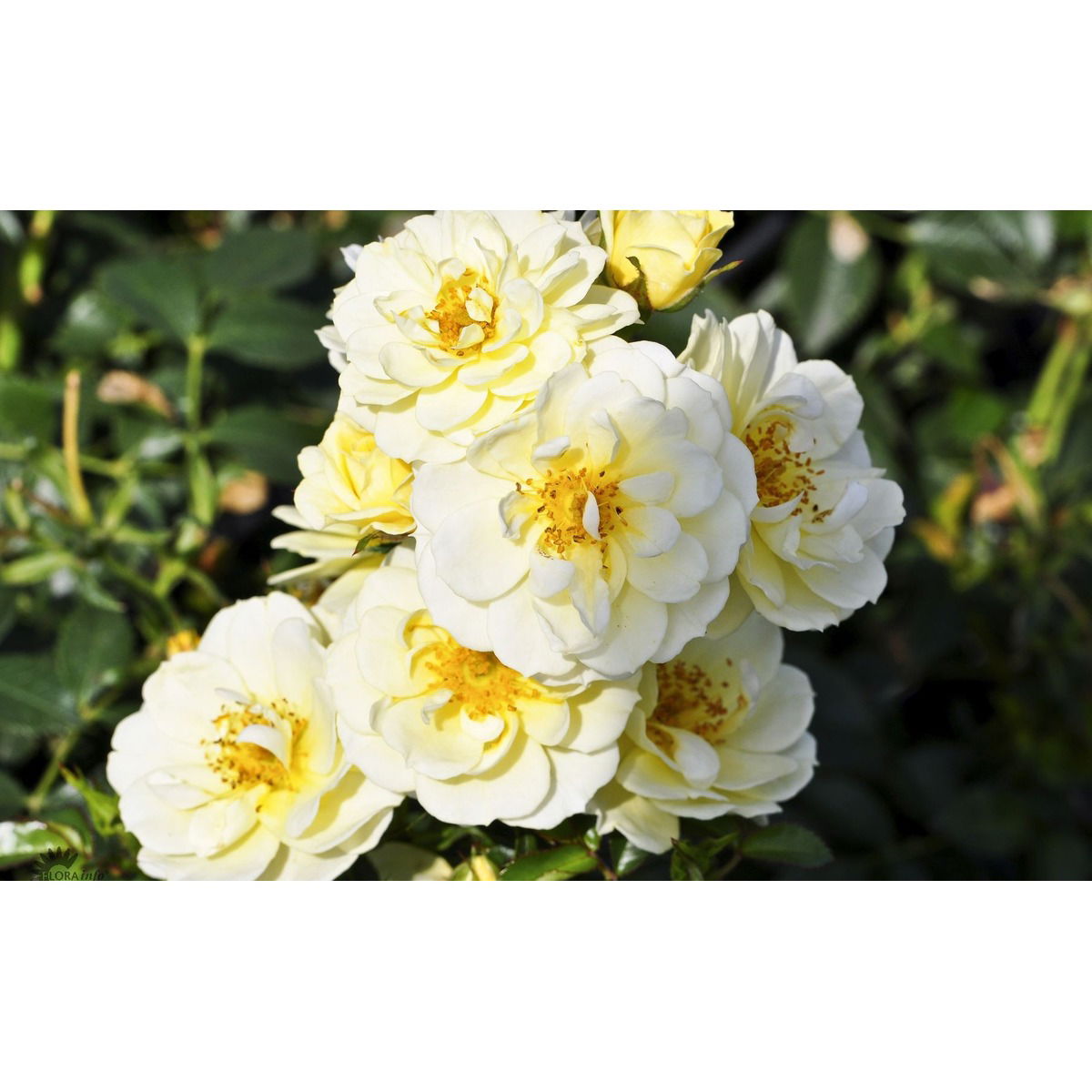 Bunddækkende Rose &apos;Golden Cover&apos; ®