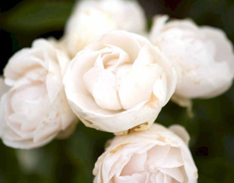 &apos;Hvid Morsdag&apos;