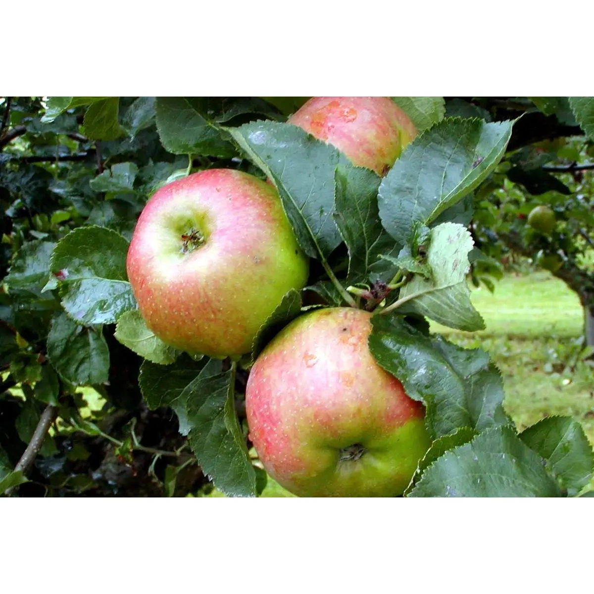 Æble &#39;Bramley&#39; - Podet på grundstamme M-111 (stærkt voksende  -  egnet til større træer)