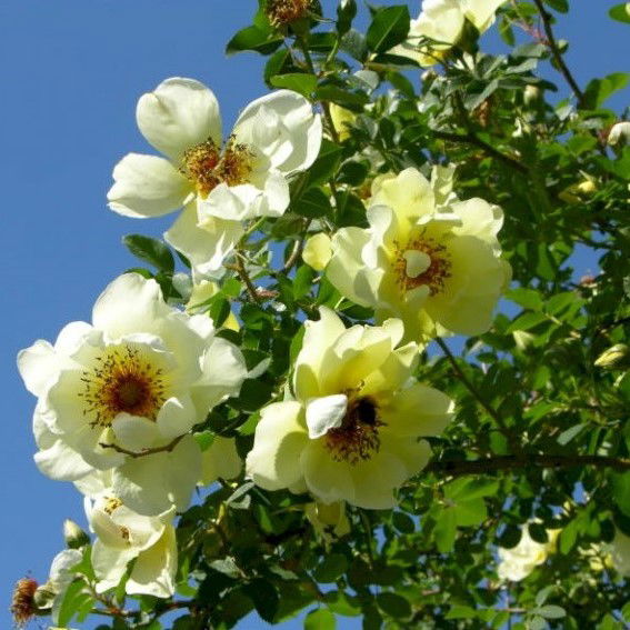 Lamminew, CC BY-SA 4.0 &lt;https: creativecommons.org=&quot;&quot; licenses=&quot;&quot; by-sa=&quot;&quot; 4.0=&quot;&quot;&gt;, via Wikimedia Commons&lt;/https:&gt;