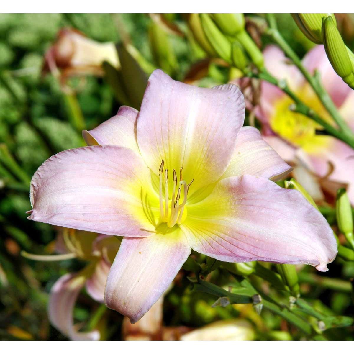 Daglilje 'Catherine Woodbury' - Potte 2,0 liter