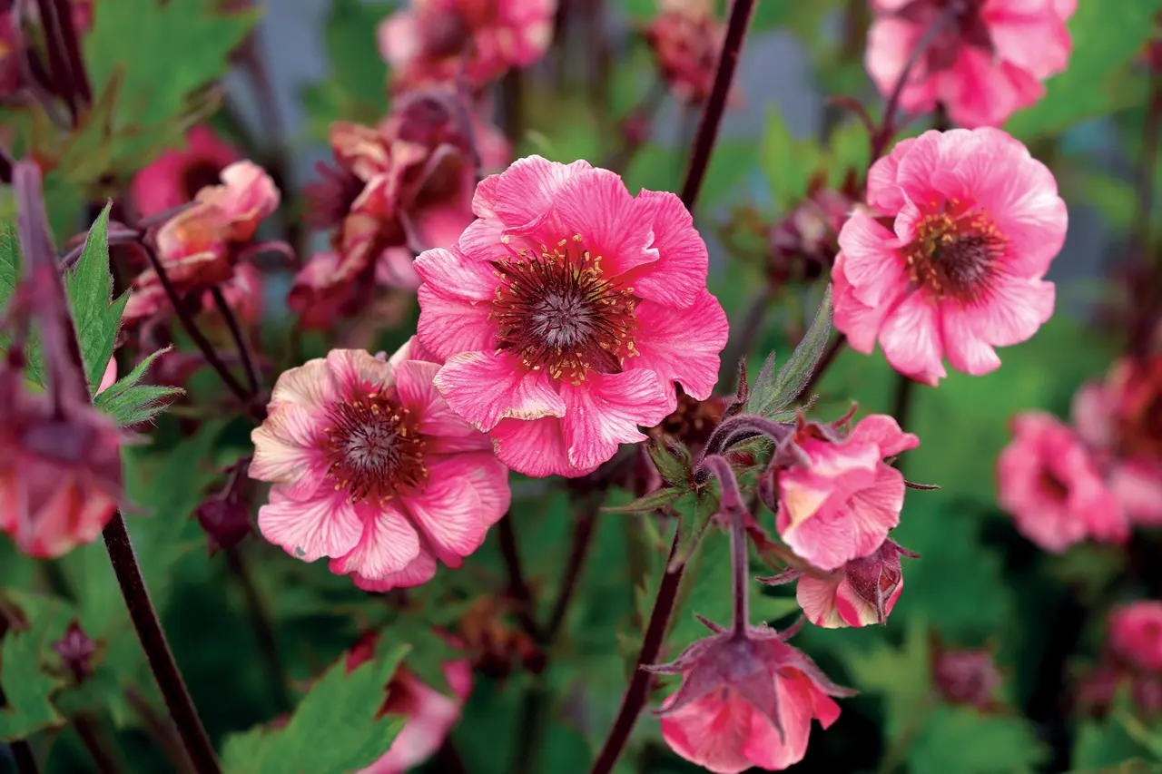 Nellikerod 'Tempo Rose' - Potte 1 liter