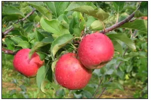 Æble &#39;Santana&#39; - Allergifri - Havefrugttræ - A-kvalitet 4-8 grene. 120-160 cm. Potte, (M7)