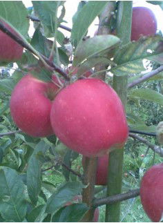 Æble &#39;Maribelle&#39; - Havefrugttræ - A-kvalitet 4-8 grene. 120-160 cm. Potte, (M7)