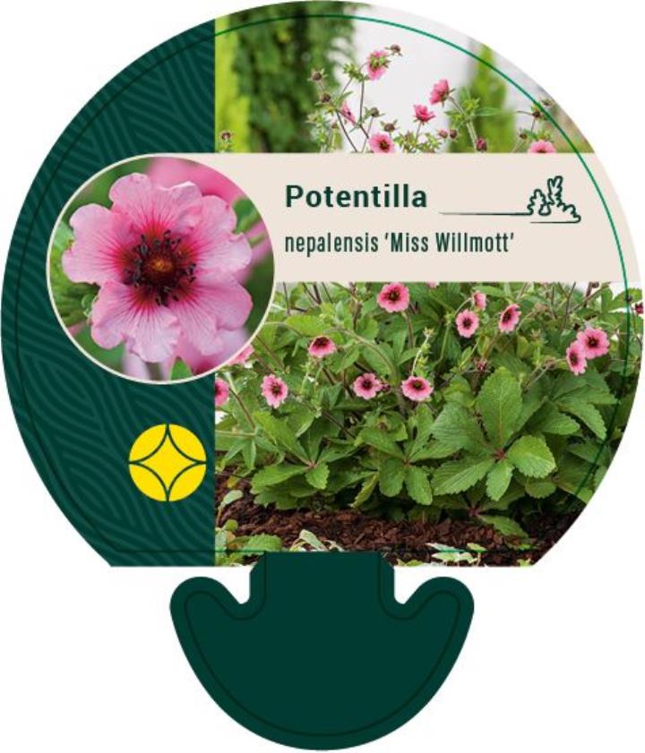 Indisk Potentil - Potte 0,8 Liter