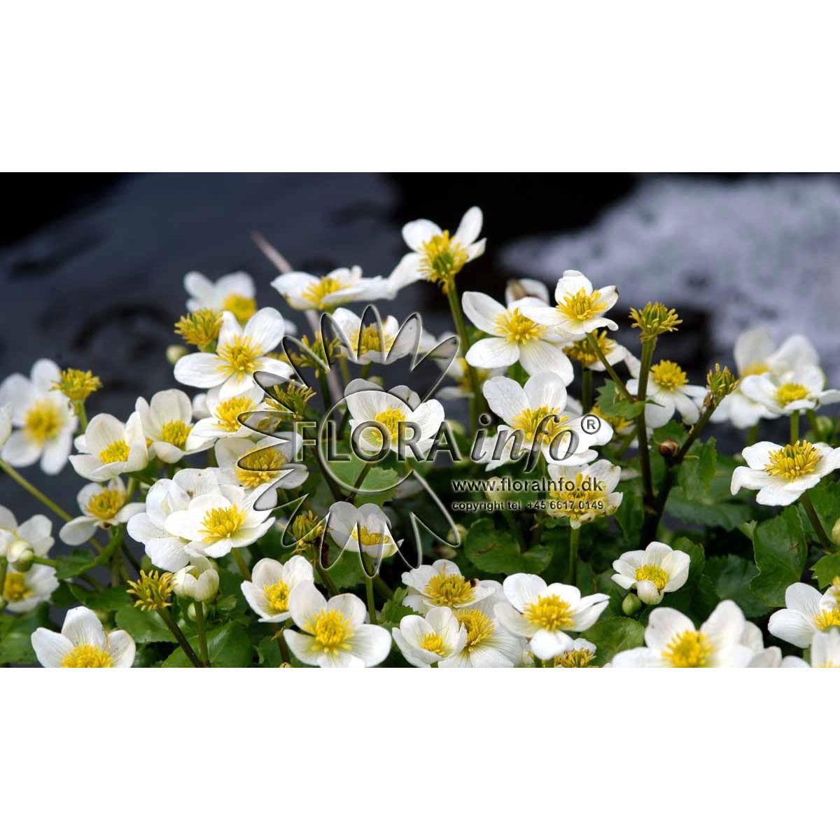 Caltha palustris Alba, Engkabbeleje Alba, Lav staude, 20 cm. Stenplante. Tæppedannende. Små grågrønne blade. Vintergrøn. Små, duftende, hvide blomster i april-maj. Blomsterne dækker planten helt. Biblomst. Fuld sol. Tåler tørke.