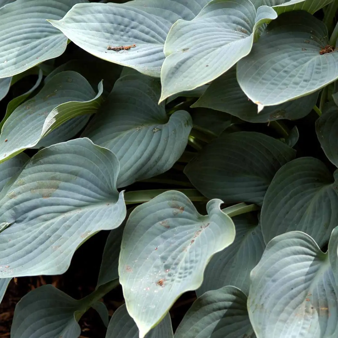 Hosta 'Diamond Lake' - Potte 2,0 liter