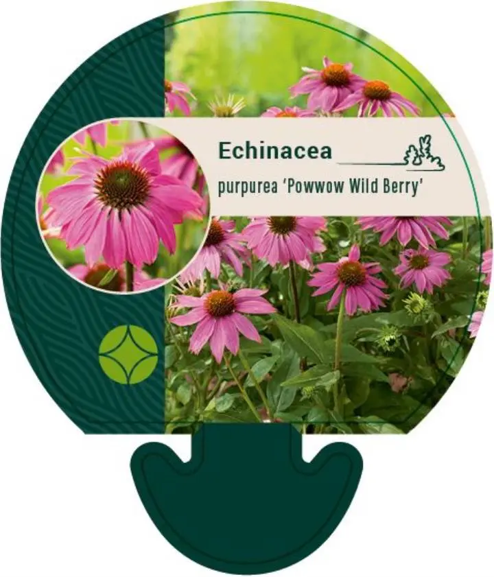 Purpursolhat 'Pow Wow - Wild Berry' - Potte 0,8 Liter