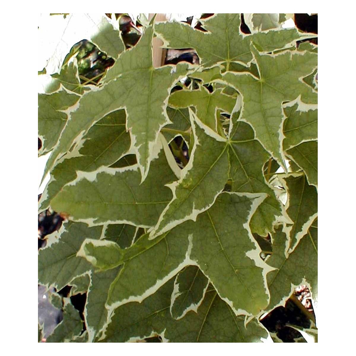 Spidsløn &apos;Drummondii&apos;