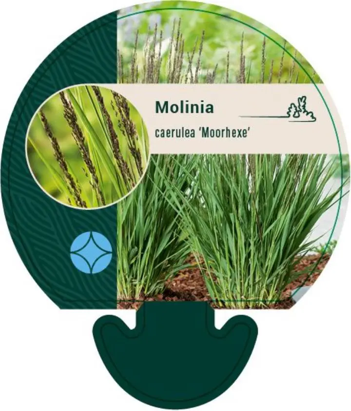 Blåtop 'Moorhexe' - Potte 0,8 Liter