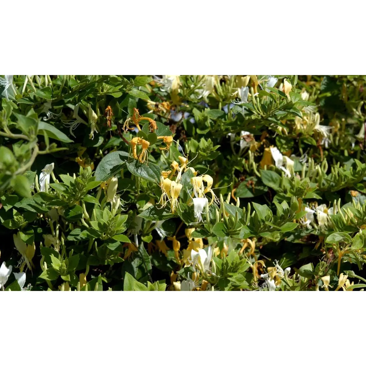 Japansk Kaprifolie &apos;Halliana&apos;