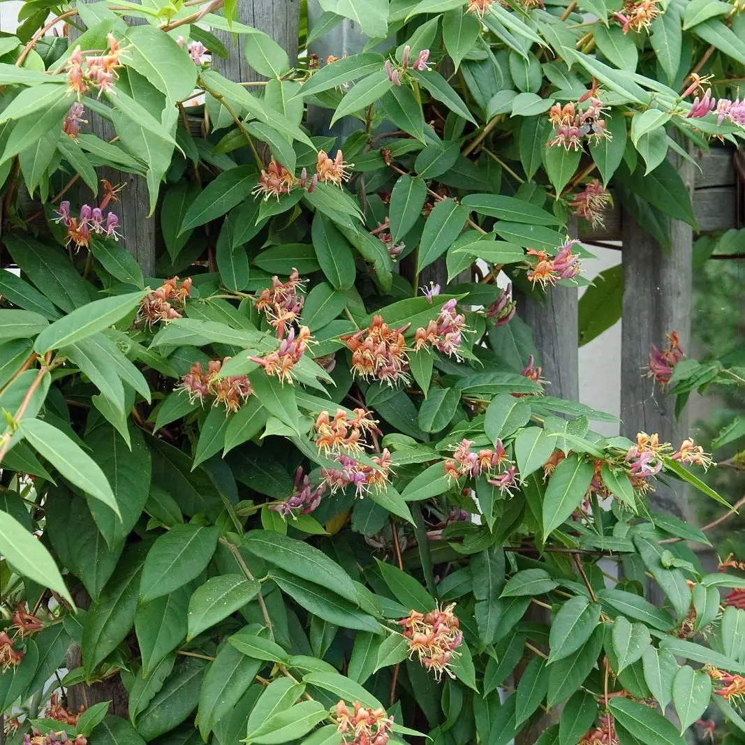 Stedsegrøn Kaprifolie &apos;Copper Beauty&apos;®